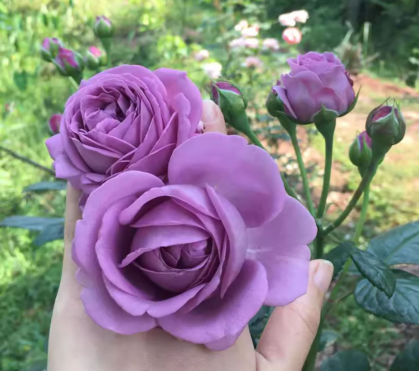 Kinda Blue 微蓝/蓝色绒球, Hybrid Tea Rose, Non-Grafted/Own Root.