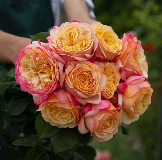 Capri 卡普里, Hybrid Tea Rose, 2 Years Old 1 Gal, Non-Grafted/Own Root.