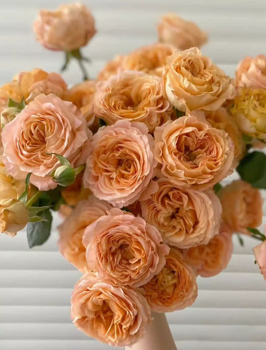#SPN123，extremely similar to Apricot Lace 杏色蕾丝, Netherlands Florist Shrub Rose，Heat-tolerant,  Non-Grafted/Own Root.