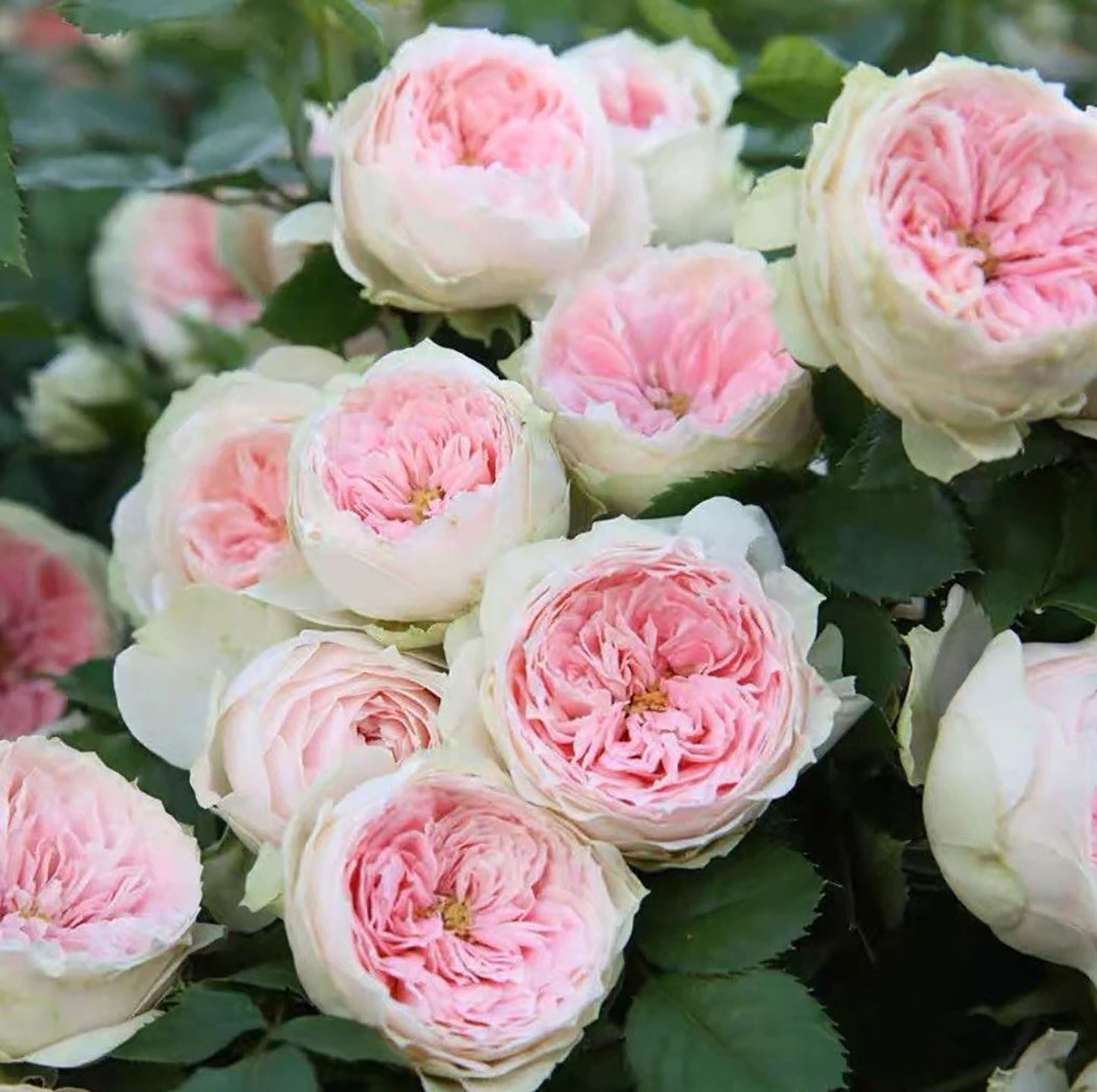 Pompon Veranda 绒球门廊，Medium Pink Floribunda Rose,  Non-Grafted/Own Root.