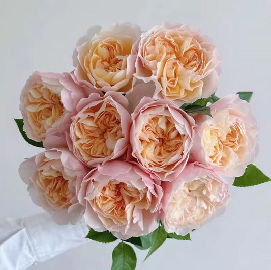 #SPC283, NEW! 2022. YingYingFen 盈盈粉，Floribunda Rose. Non-Grafted/Own Root.