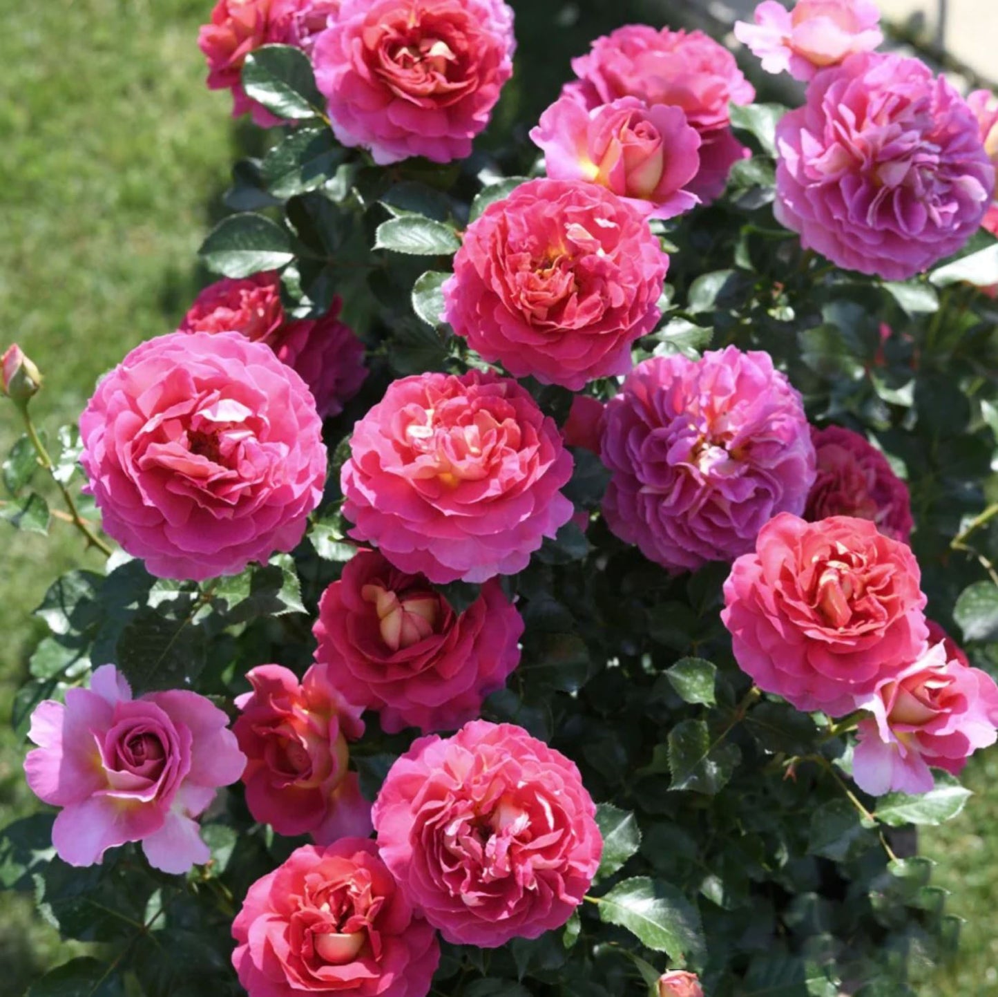 #SPF239, Esprit de Paris 巴黎精神, Shrub Rose, Non-Grafted/Own Root.