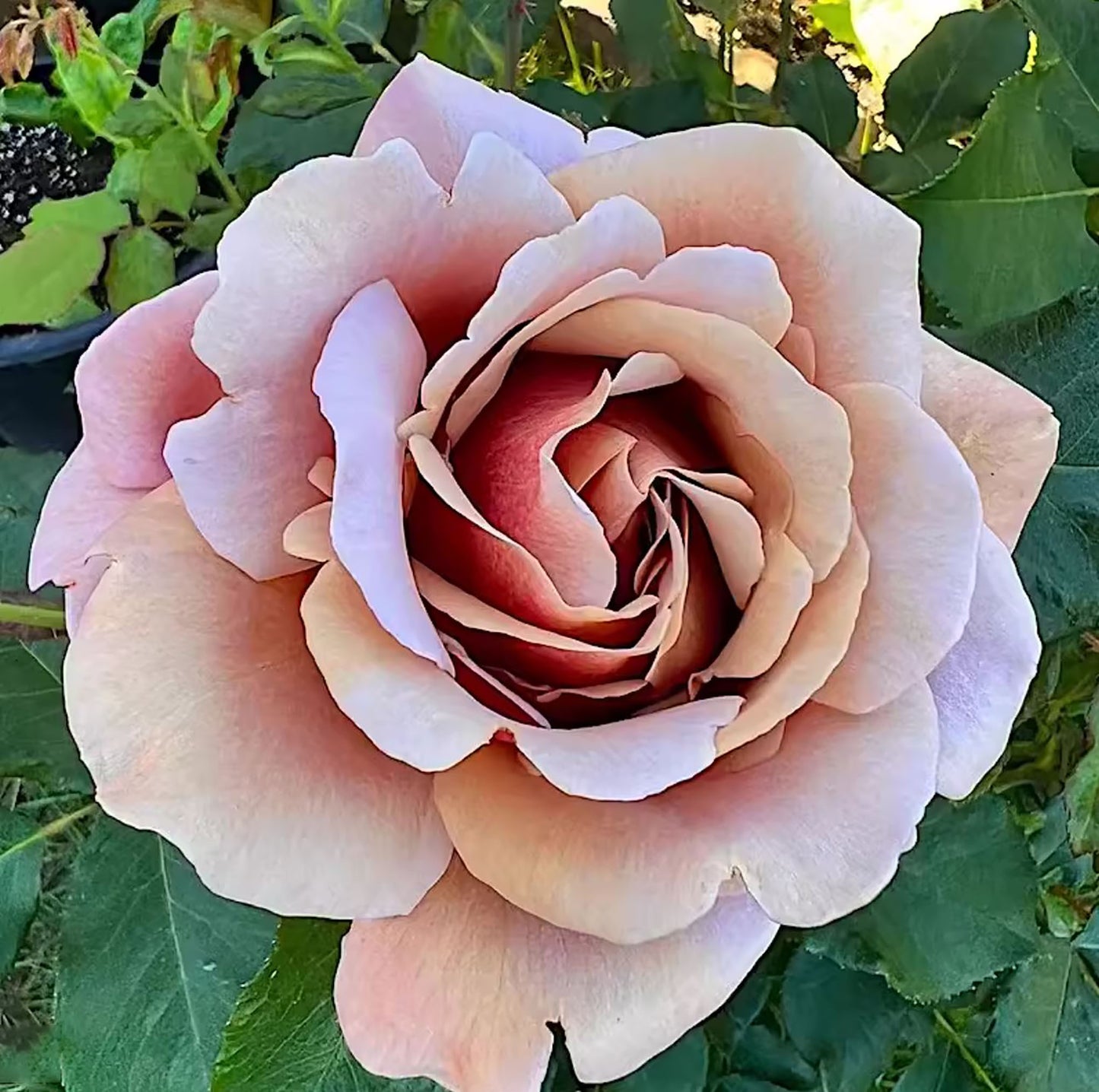 Koko Loko Floribunda Rose,Non-Grafted/Own Root.