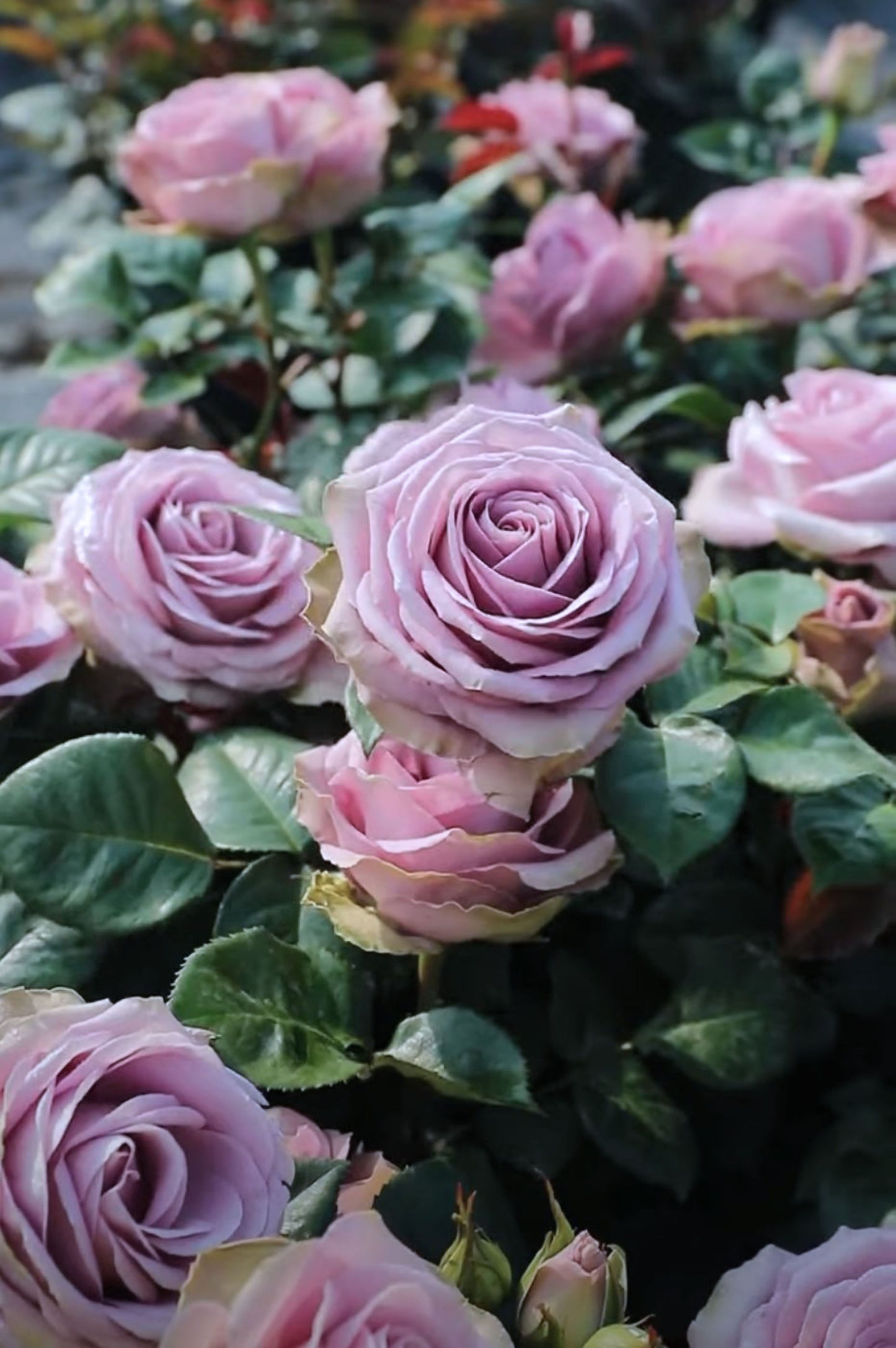 #SPN147， Tiara 罗马新娘，Florist Shrub Rose, Non-Grafted/Own Root.
