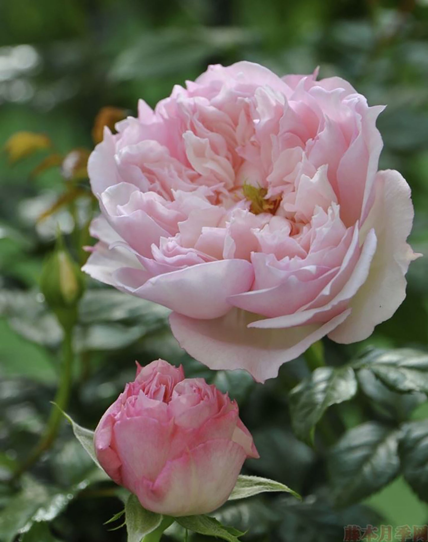 Cecil de volanges 蝶之舞 セシルドゥヴォーランジェ，Japanese Shrub Rose. Glossy Leaves Resistant To Black Spot And Powdery Mildew.