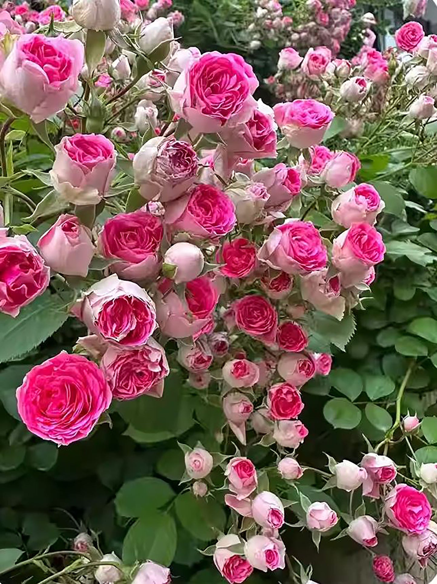 Rouge Pearls 胭脂扣, Climbing Rose，Heat-tolerant, disease-resistant, Non-Grafted/Own Root.