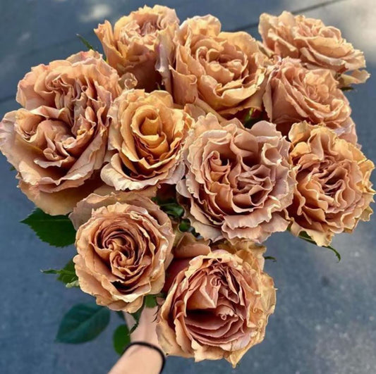 #SPQ069,  Toffee 太妃糖,  Shrub Rose, Strong Disease Resistance, Long flowering period,  Non-Grafted/Own Root.