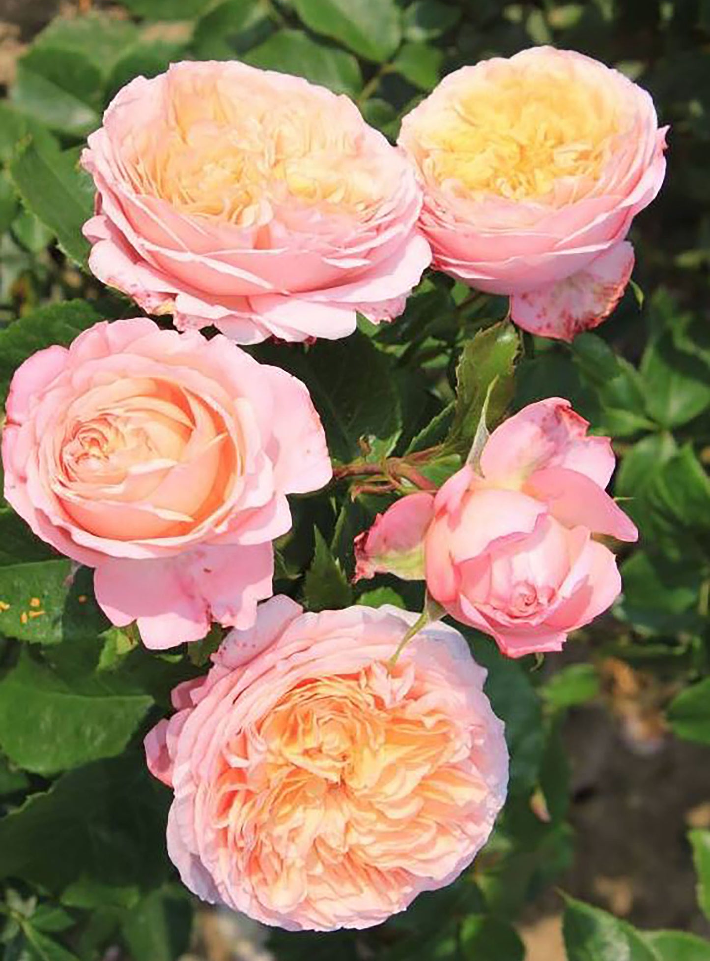 #SPF046，extremely similar to Domaine de Chantilly 玫瑰香橙, French Shrub Rose,  Heat-tolerant, disease-resistant, Non-Grafted/Own Root.