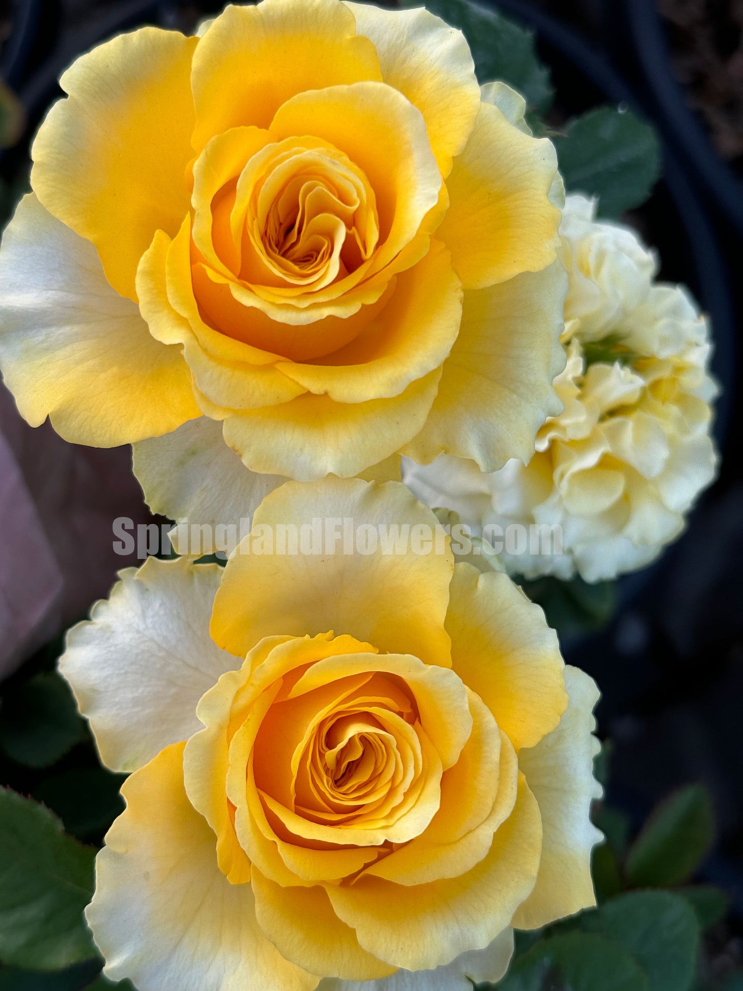 Shell 贝壳 シェル+，Japanese Shrub Rose, Large, Long Single-Flower Period,  Non-Grafted/Own Root.