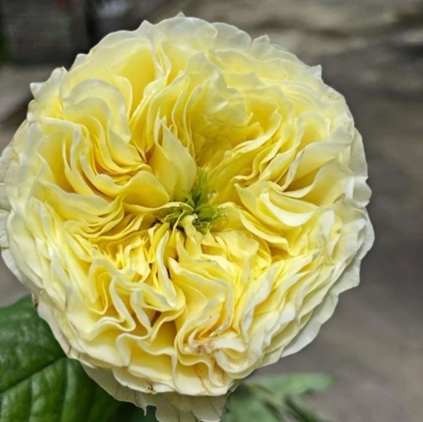 #SPN226, Solsbury Hill Rose 索尔斯伯里山, Florist Shrub Rose,  Heat-tolerant, disease-resistant, Non-Grafted/Own Root.