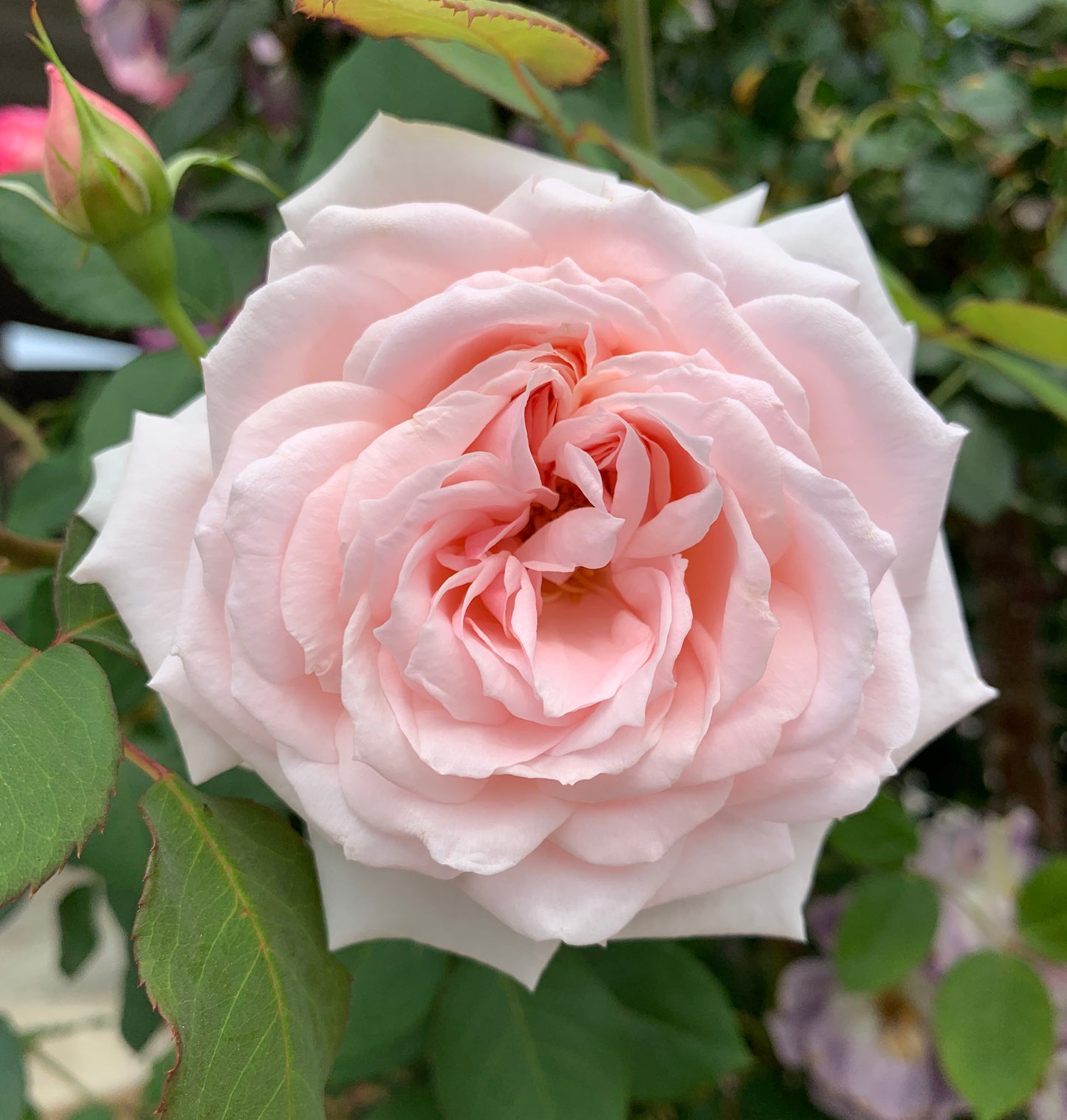 Rose Quietness 寂静,Light pink,  Strong fragrance,Own-Root.