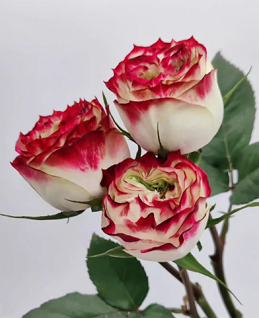 Rose Apple Jack 苹果杰克, Non-Grafted/Own Root. disease-resistant plant, Continual Blooming.