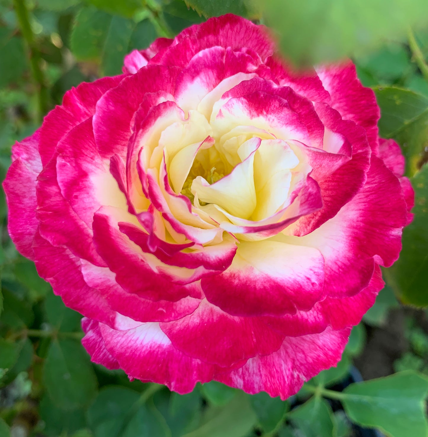 Double Delight 红双喜，Hybrid Tea rose, Exceptionally Fragrant.Non-Grafted/Own Root.