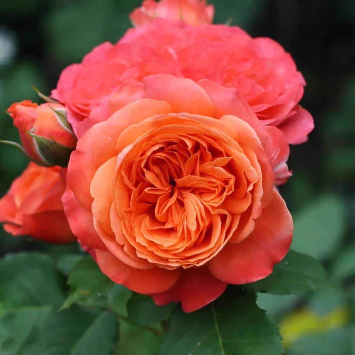 Grapefruit Terrace 血橙果汁阳台,  Floribunda Rose, Non-Grafted/Own Root.Yearlong flower buds. Perfect for small gardens.