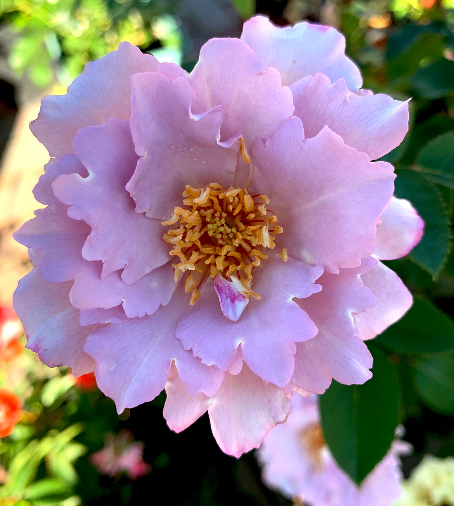 Couture Rose Tilia 玫瑰时装 クチュール・ローズ・チリア, Japanese Floribunda Rose.  Strong fragrance. Non-Grafted/Own Root.