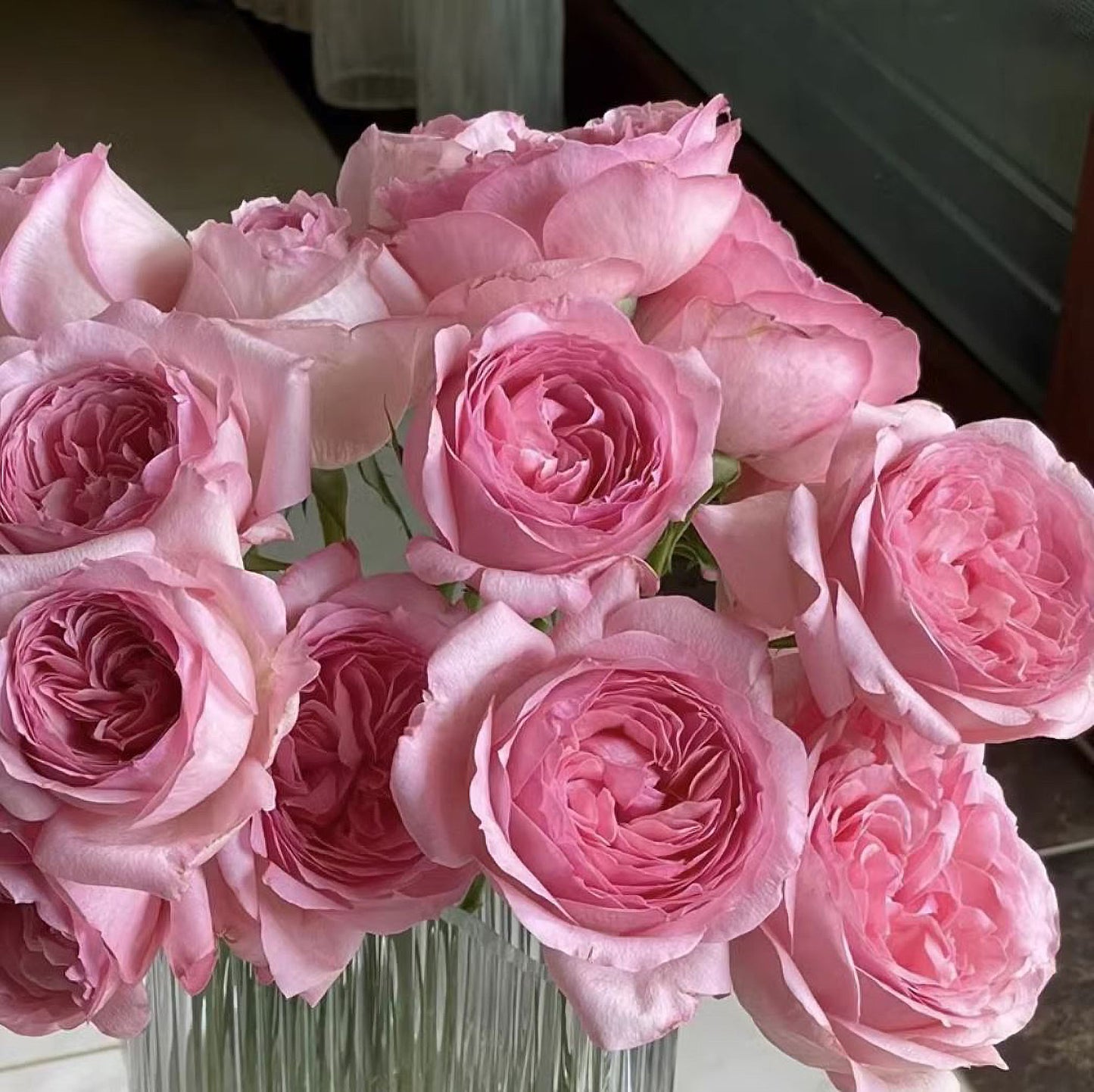 #SPC500, YangYuHuan杨玉环， Floribunda Rose, Upright, Heat Resistant, Strong Disease Resistance, Non-Grafted/Own Root.
