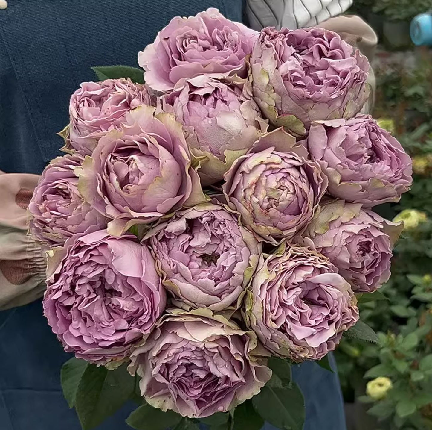 #SPQ004, Amethyst 紫龙晶， Florist Shrub Rose, Heat-resistant,  Non-Grafted/Own Root.