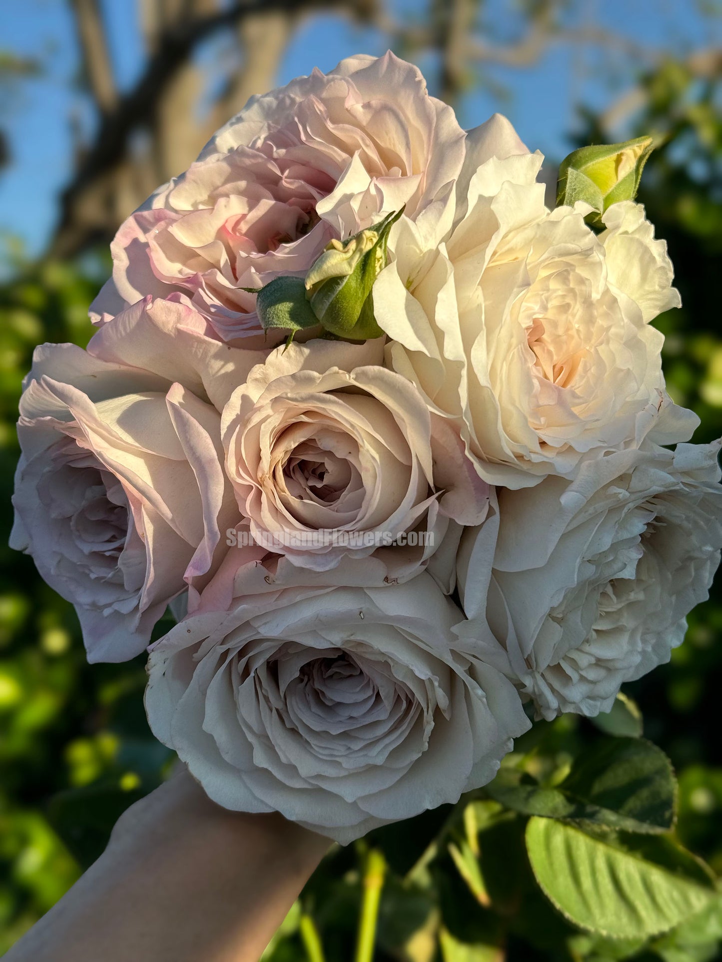 Milky Pearl 珍珠牛奶 ミルキーパール,  Japanese Cutting Rose,  Non-Grafted/Own Root.