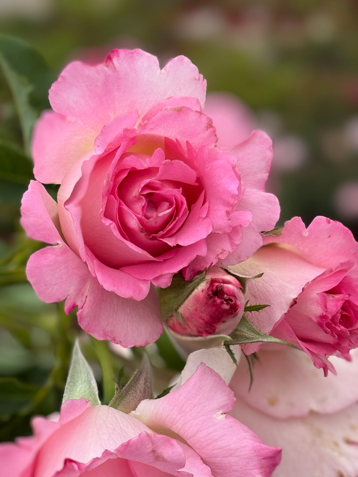 Rien Rose 河本绊 リアン・ローズ，Japanese Floribunda Rose，Non-Grafted/Own Root.