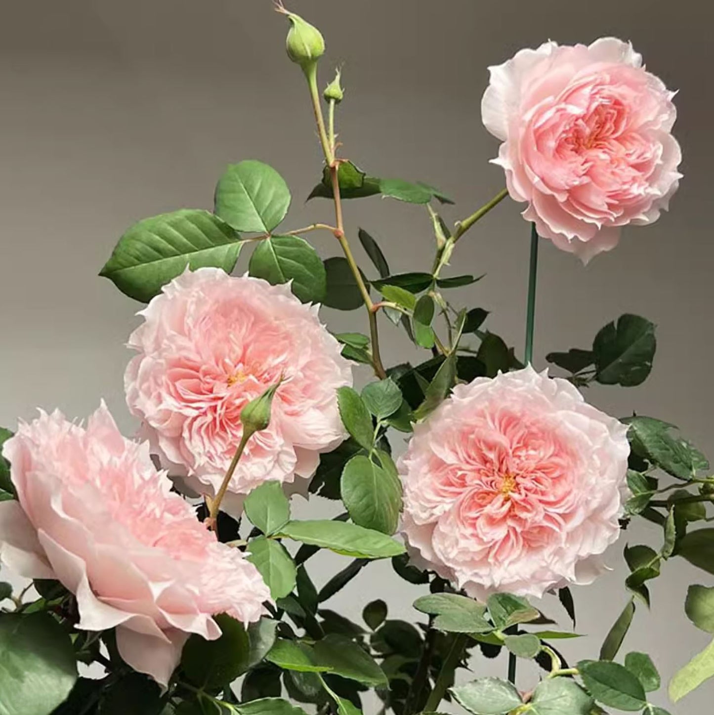 Monique Darve 莫妮卡戴维, Floribunda Rose, Non-Grafted/Own Root.