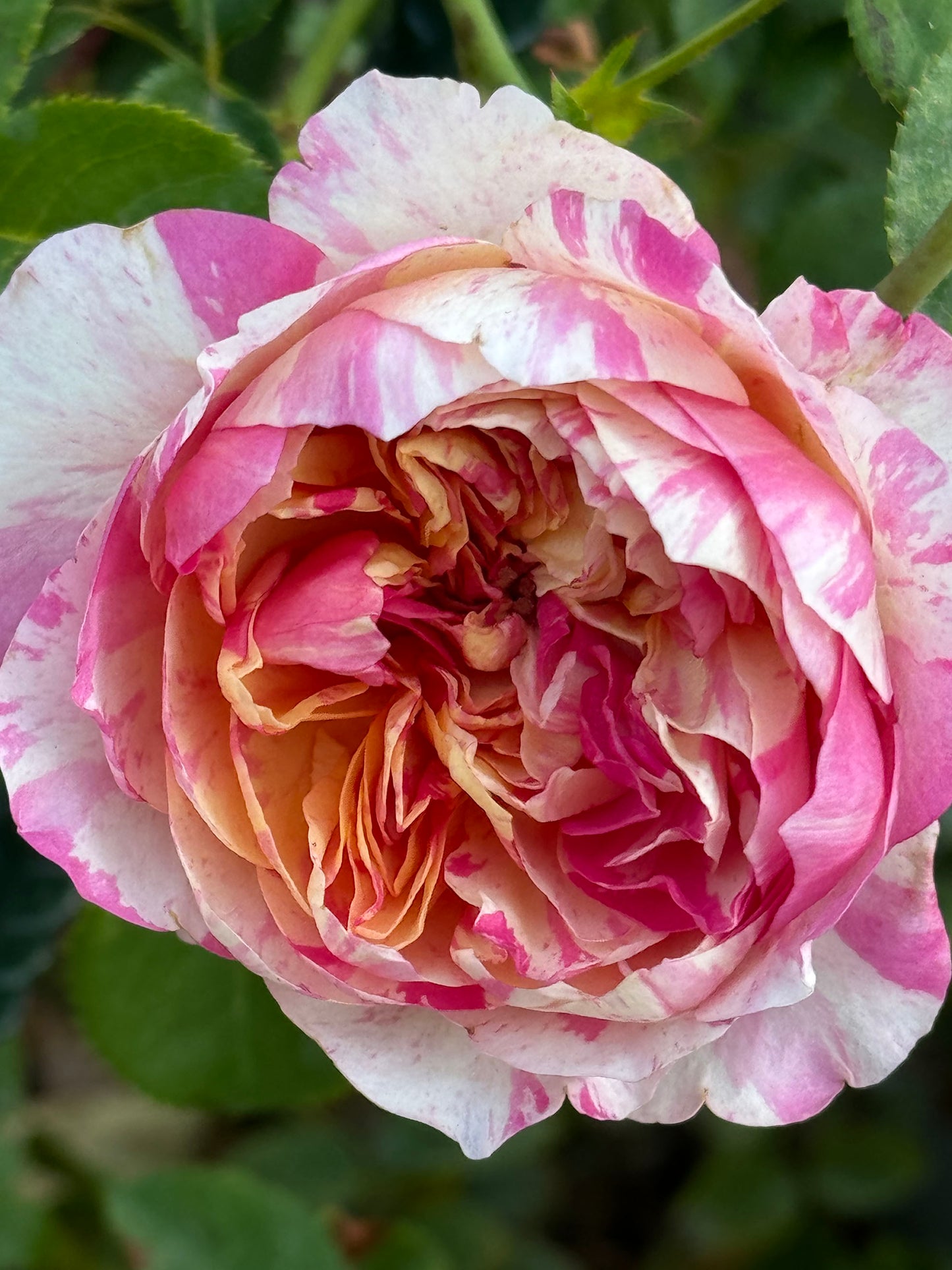 #SPF038, extremely similar to Édouard Manet 马奈, French Climbing Rose, Continuous Flowering And Strong Disease Resistance, Thornless. Non-Grafted/Own Root.