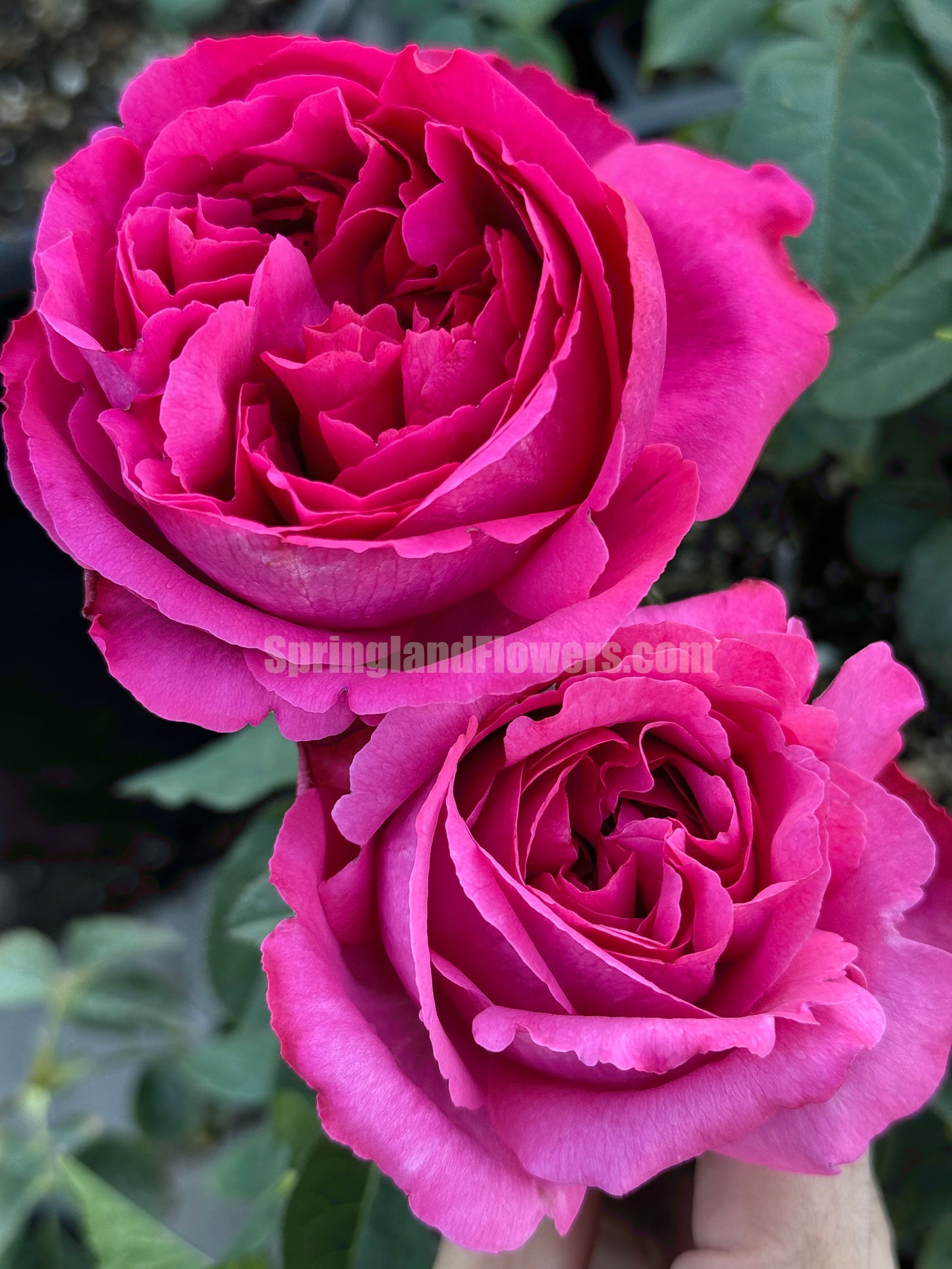 #SPJ105, Yves Bourgeois 伊芙小资情调， Japanese Shrub Rose, Non-Grafted/Own Root.