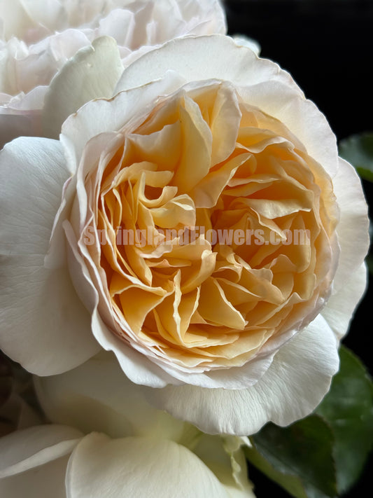 #SPC219，New! 2022.YueLongSha 月笼沙，Shrub Rose, Non-Grafted/Own Root.