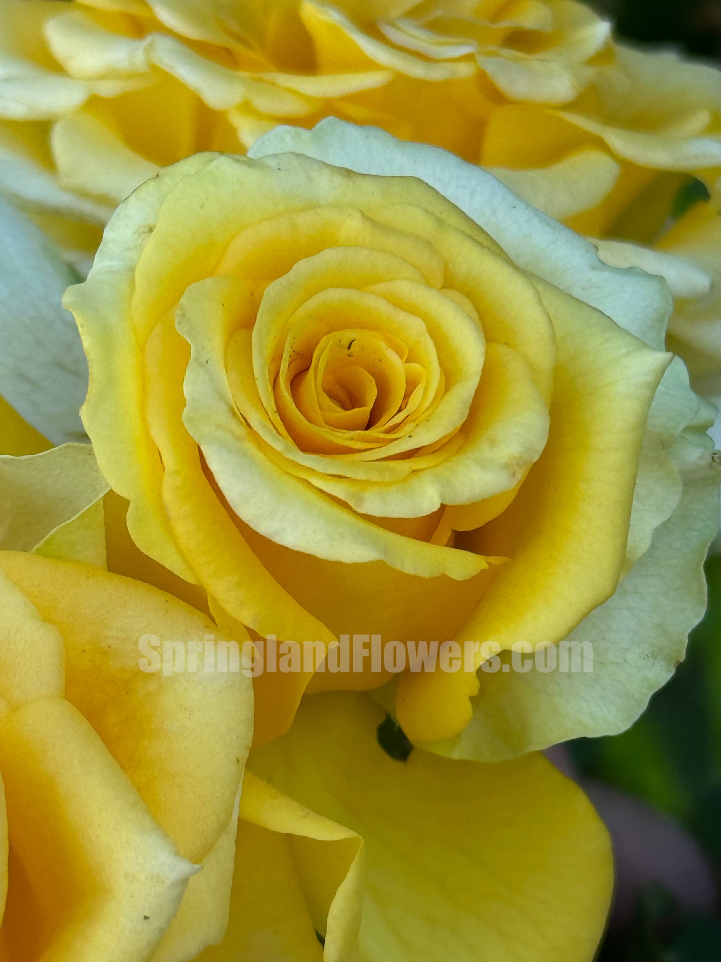 Shell 贝壳 シェル+，Japanese Shrub Rose, Large, Long Single-Flower Period,  Non-Grafted/Own Root.