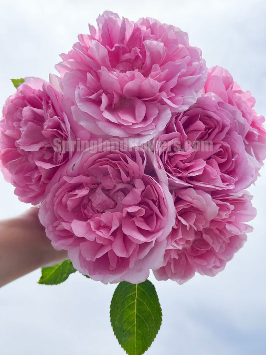 #SPF008,  Antoinette 绝代艳后,  Shrub Rose, Strong fragrance. Large. Heat Resistant.Non-Grafted/Own Root.