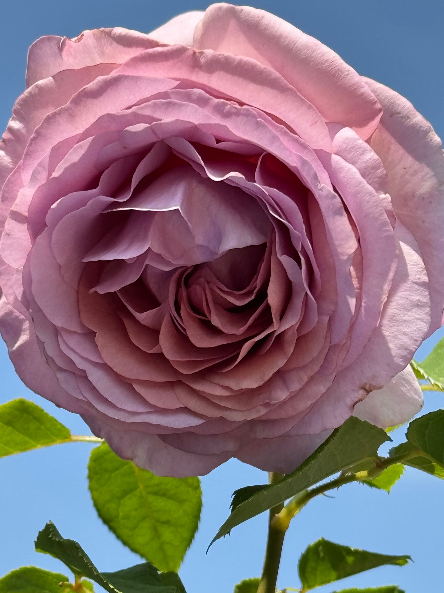 The Pride 荣耀（尼普），Hybrid Tea Rose, Strong  Fruity  Fragrance.  Non-Grafted/Own Root.