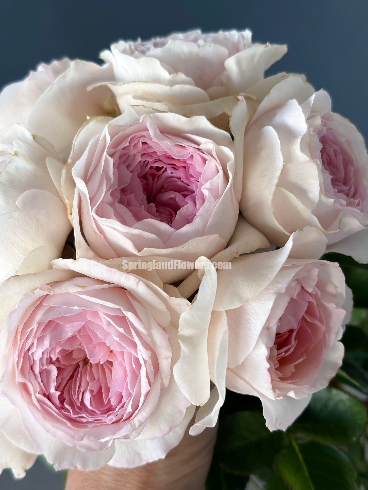 NEW !  J'adore 真我，Floribunda, Florists Rose.  Heat-tolerant, disease-resistant, Non-Grafted/Own Root.