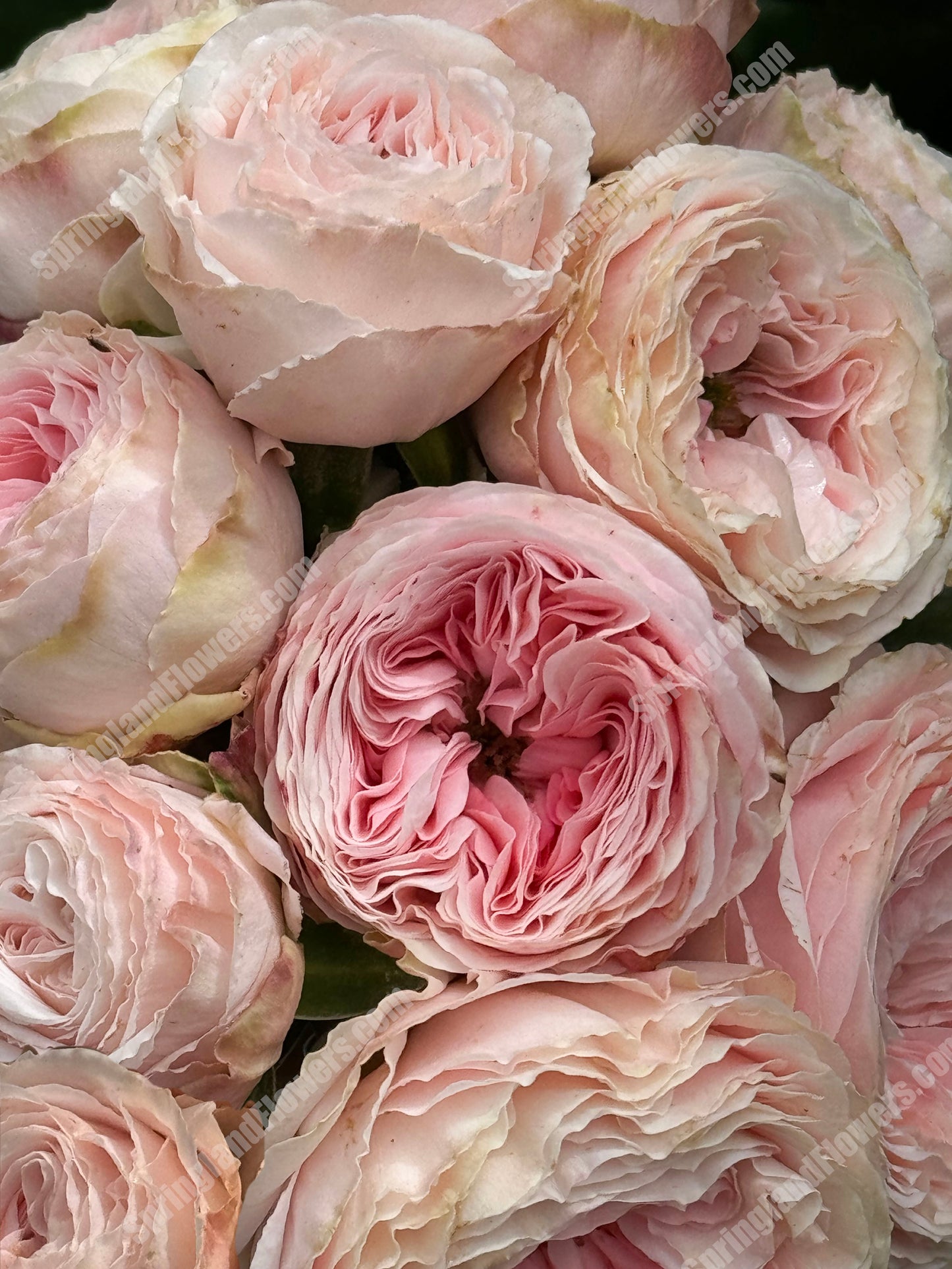 M-Pink Moon 粉月亮，Japases Floribunda Rose, Florists Rose. Thornless,  Heat-tolerant, disease-resistant, Non-Grafted/Own Root.