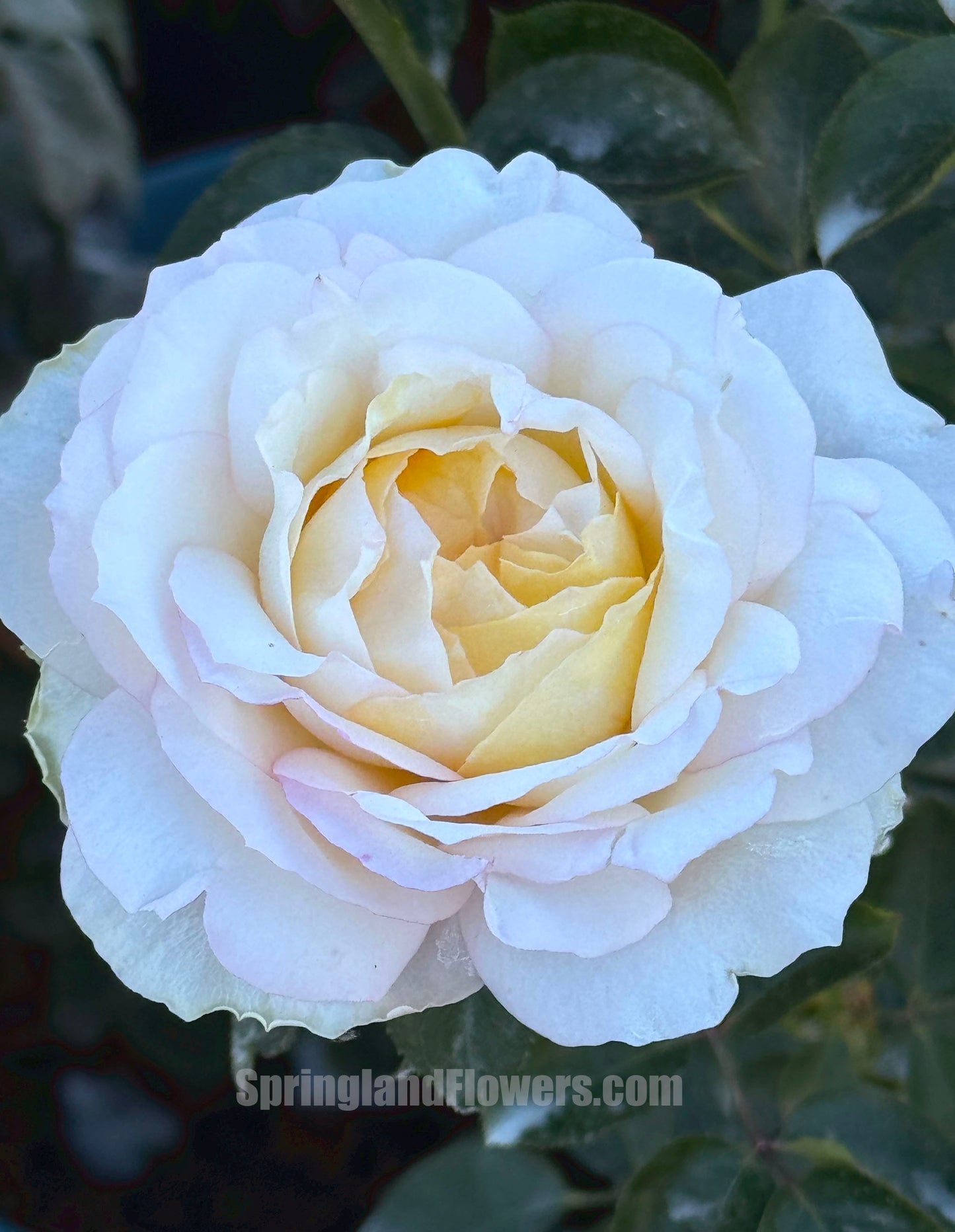 Ivory Yves Piaget 伊芙象牙伯爵，Japanese Shrub Rose， Non-Grafted/Own Root.