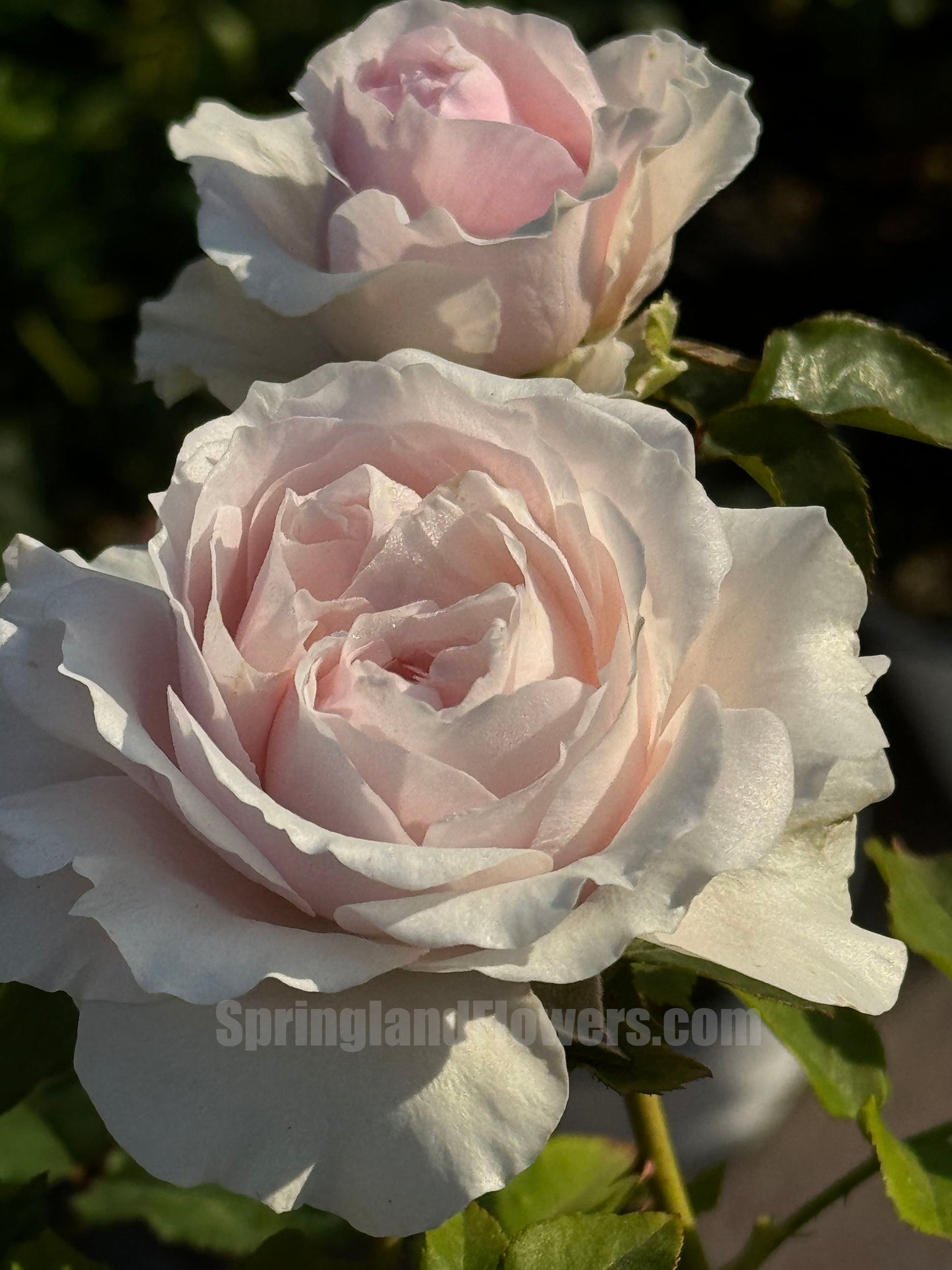 De Cheryl 谢莉尔 ，Shrub Rose，Non-Grafted/Own Root.