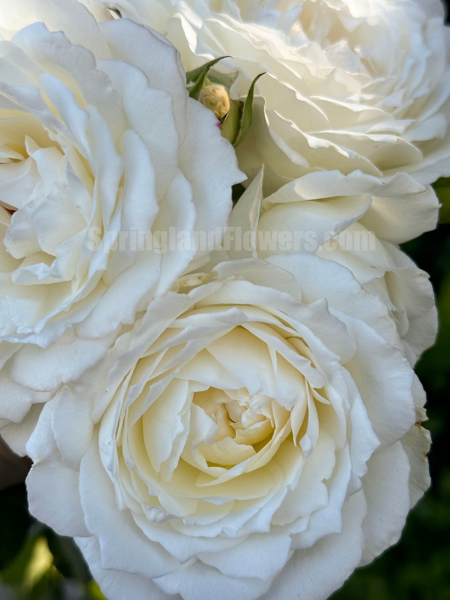 Princess Miyuki 美雪公主/蜜柚公主, Japanese Shrub Rose， Non-Grafted/Own Root.