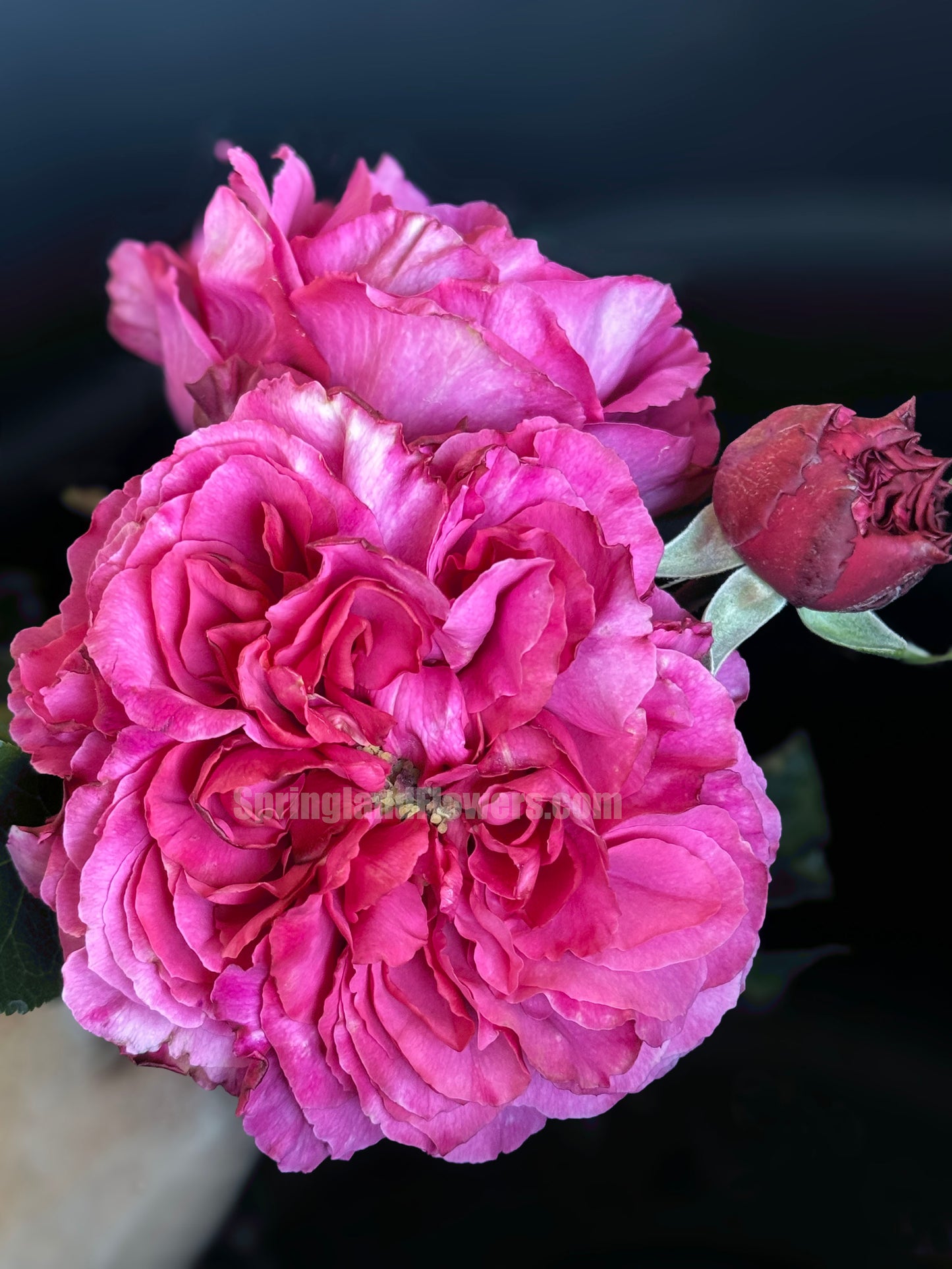 #SPJ105, Yves Bourgeois 伊芙小资情调， Japanese Shrub Rose, Non-Grafted/Own Root.