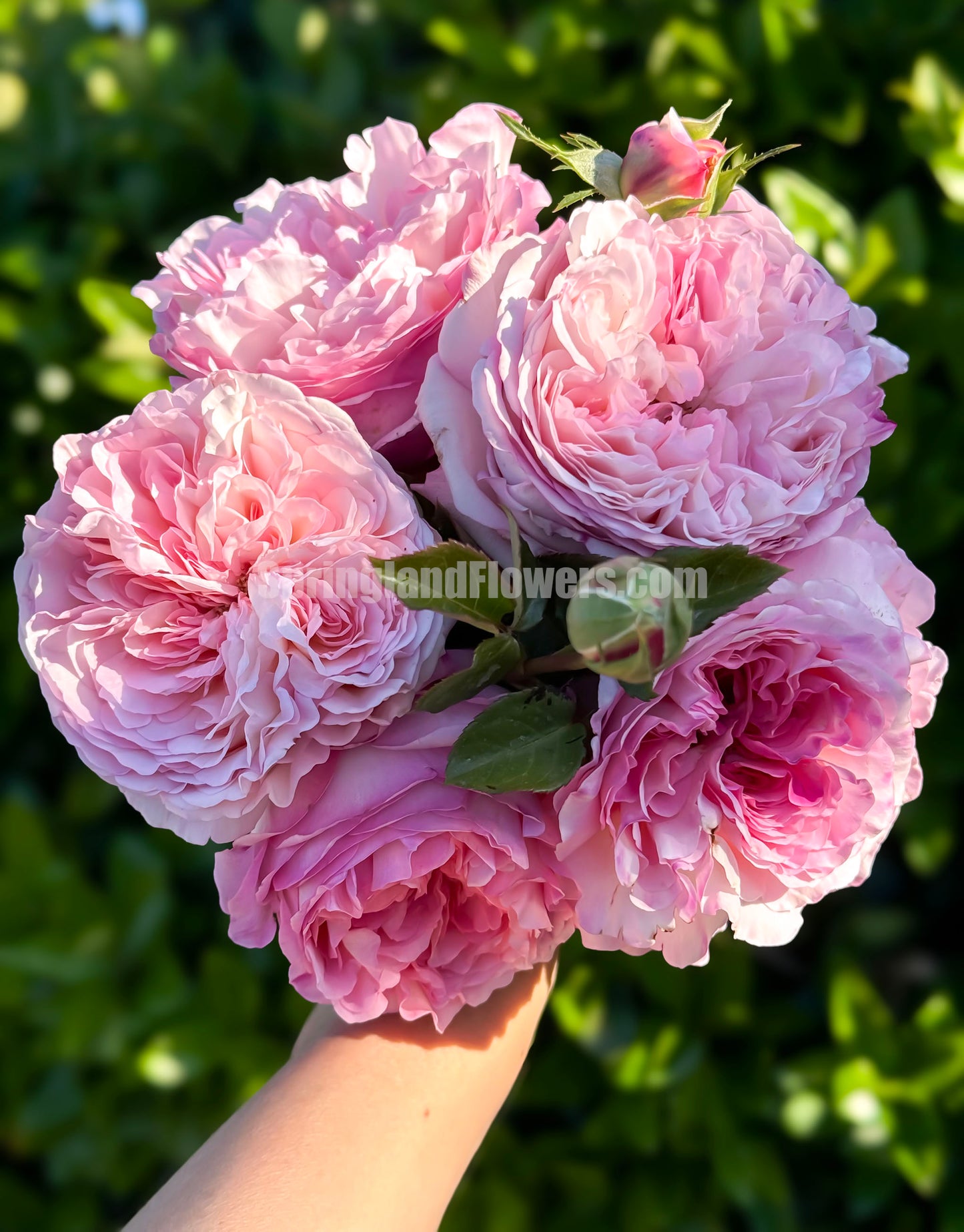 Princess Sakura 樱花公主, Japanese Shrub Rose , Non-Grafted/Own Root.