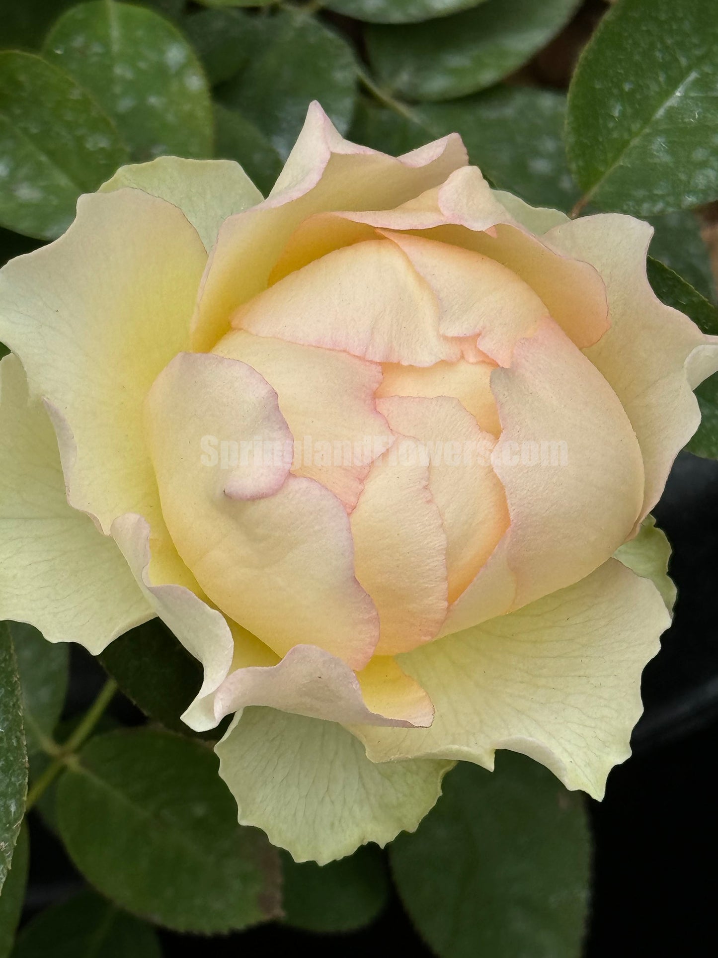 Jalitah 吉莱塔/ 四季龙沙, Shrub Rose, Heat-Resistant, Disease-Resistant, Non-Grafted/Own Root.