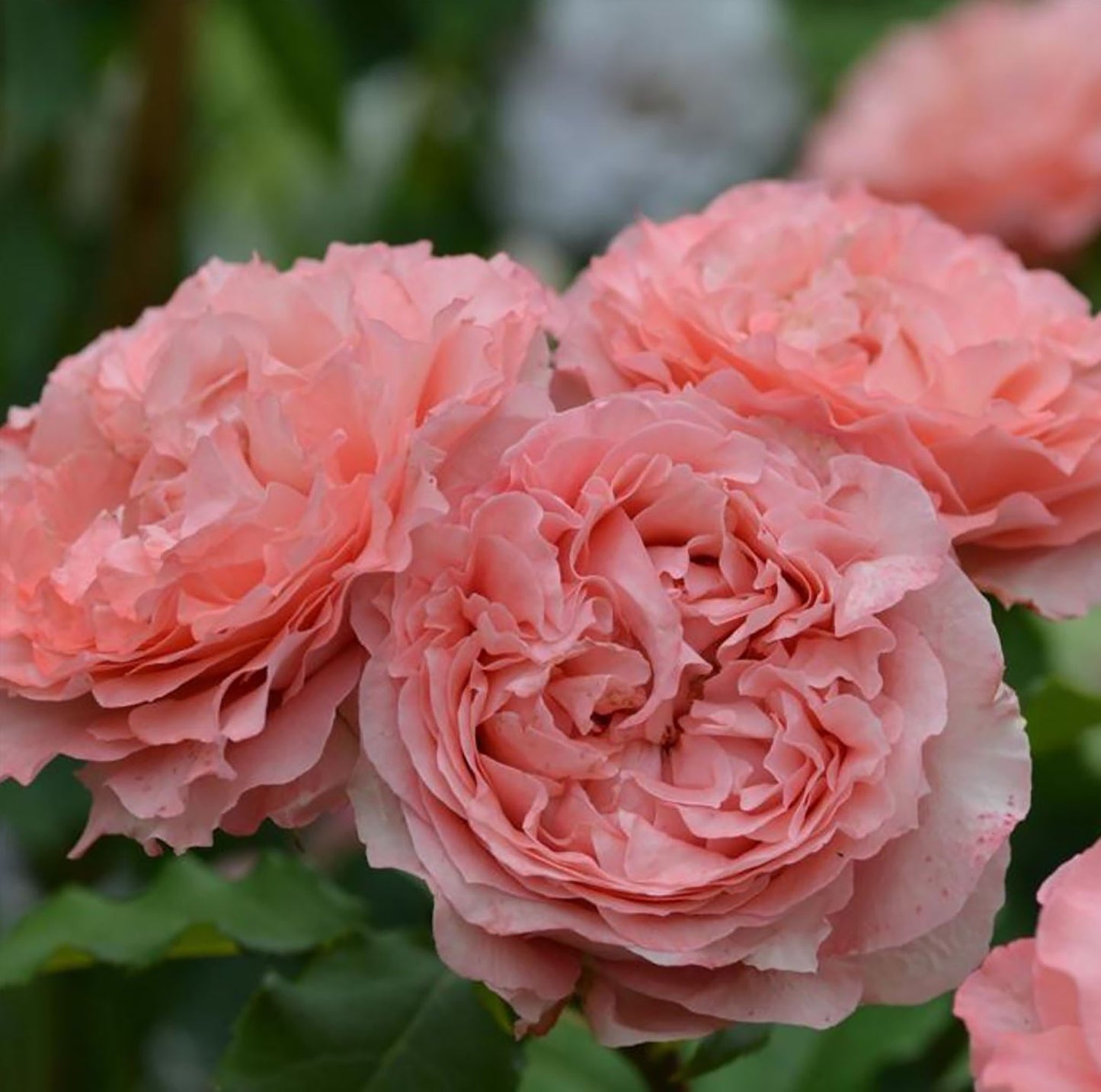 Corail gelee 珊瑚果冻コラーユ・ジュレ, Japanese Shrub Rose, Non-Grafted/Own Root.