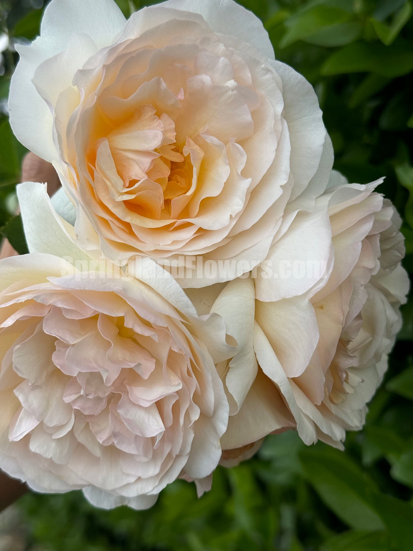 YueLongSha 月笼沙，Shrub Rose， New Variety 2022， Non-Grafted/Own Root.