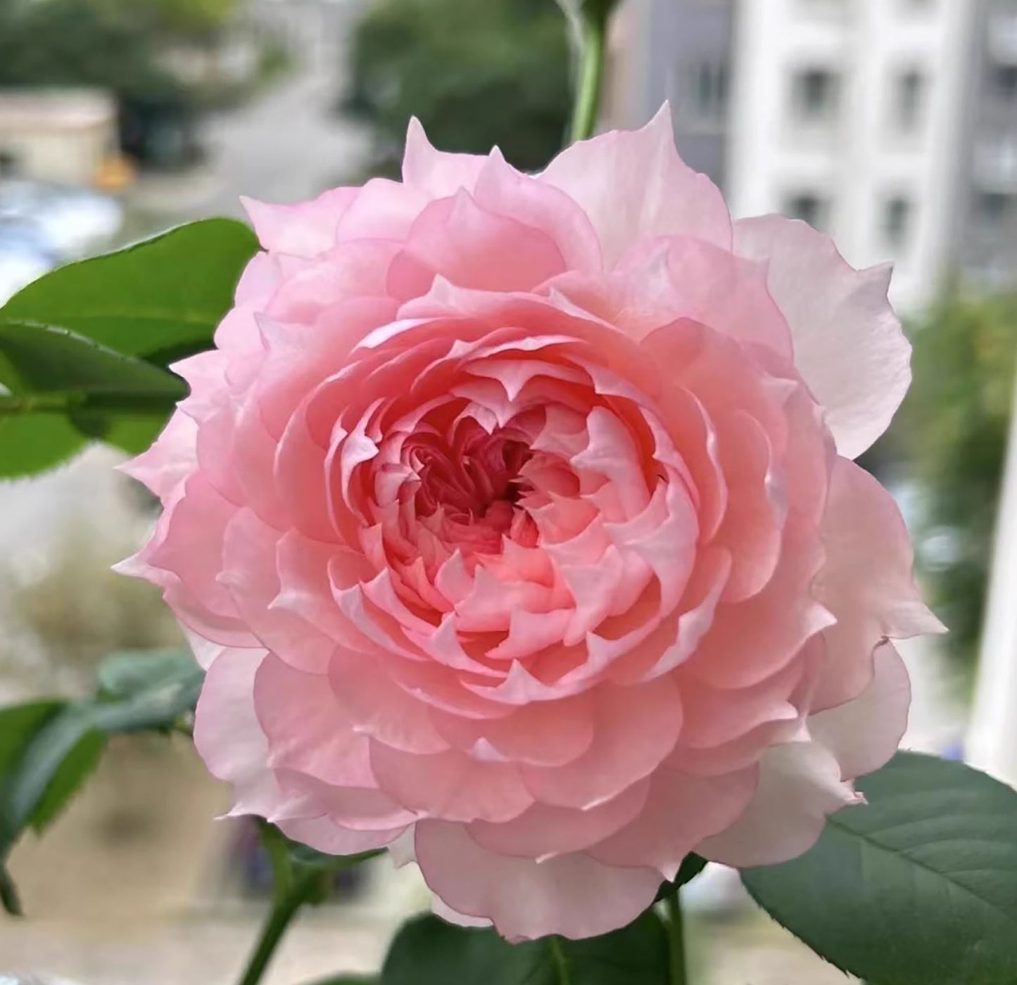 Monique Darve 莫妮卡戴维, Floribunda Rose, Non-Grafted/Own Root.