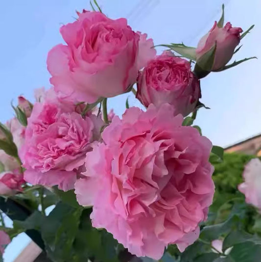 Rien Rose 河本绊 リアン・ローズ，Japanese Floribunda Rose，Non-Grafted/Own Root.