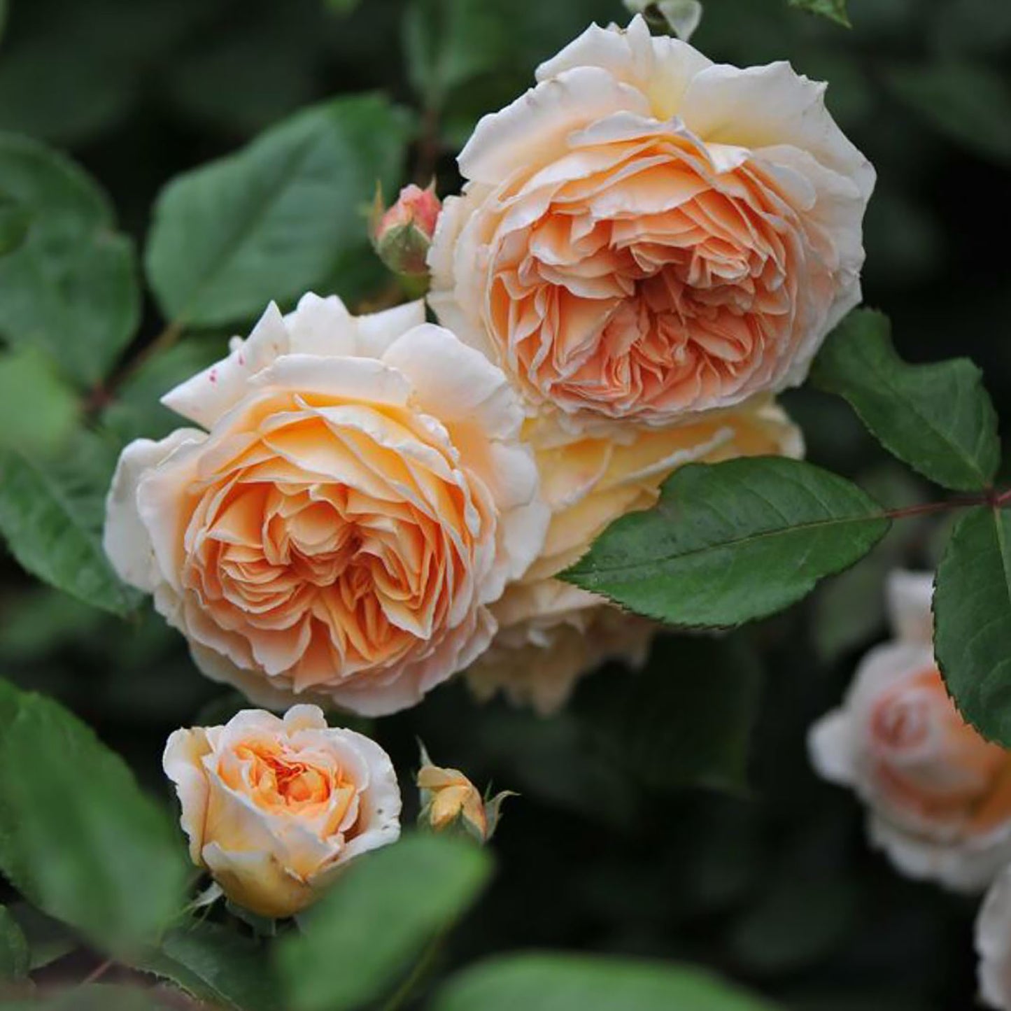 Grossherzogin Luise 大公夫人，Shrub Rose, Large, Strong Fragrance, Strong Disease Resistance, Non-Grafted/Own Root.