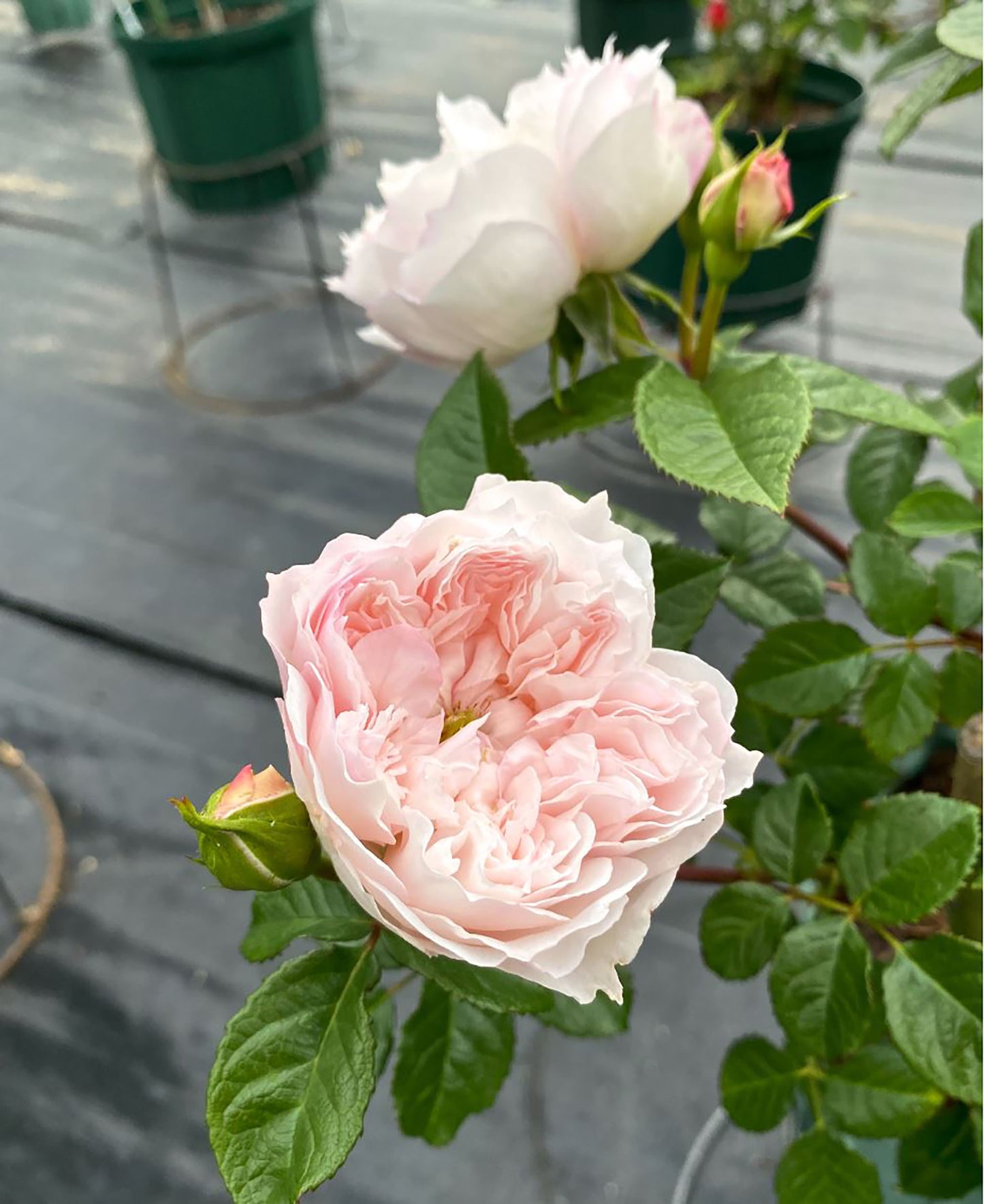 Cecil de volanges 蝶之舞 セシルドゥヴォーランジェ，Japanese Shrub Rose. Glossy Leaves Resistant To Black Spot And Powdery Mildew.