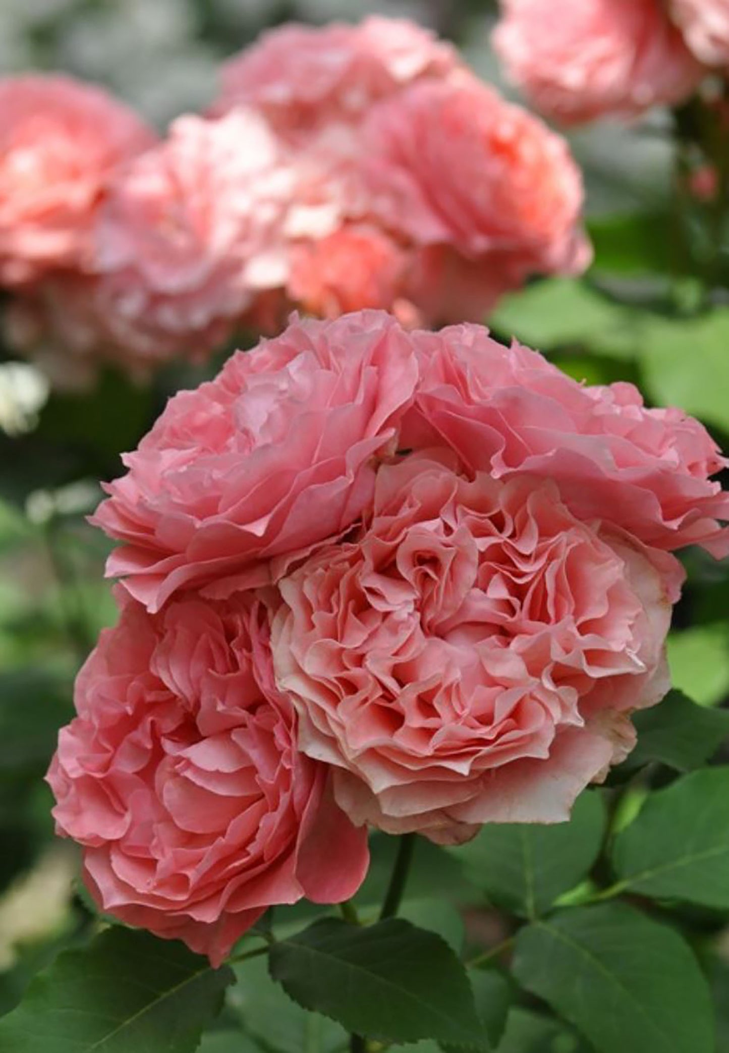 Corail gelee 珊瑚果冻コラーユ・ジュレ, Japanese Shrub Rose, Non-Grafted/Own Root.