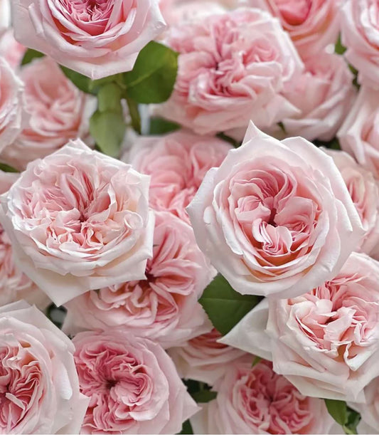 #SPF028，Extremely Similar to Pink O'Hara 粉荔枝，French Florist Shrub Rose, Large, Disease Resistance, Non-Grafted/Own Root.