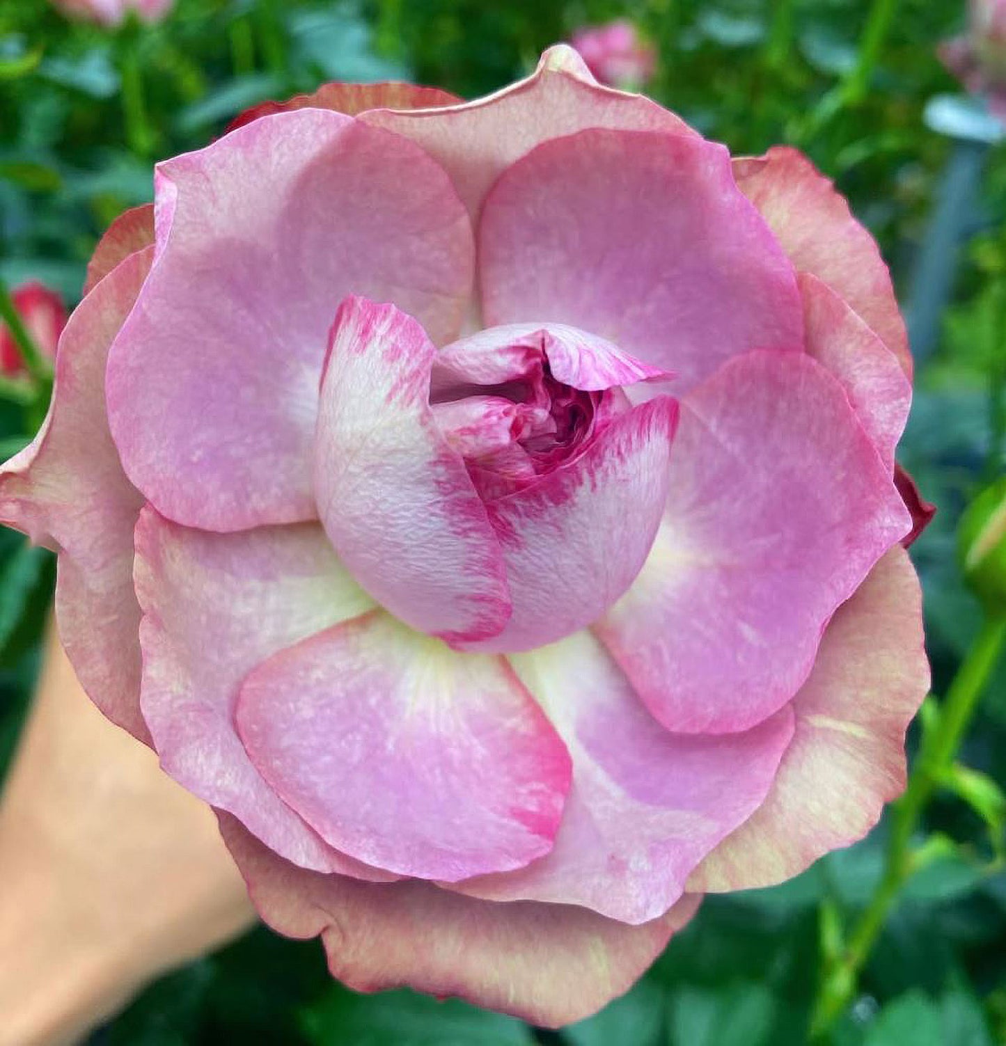 #SPJ124，Nothing without you 不能没有你/非你莫属，Japanese Florist Shrub Rose , Non-Grafted/Own Root.