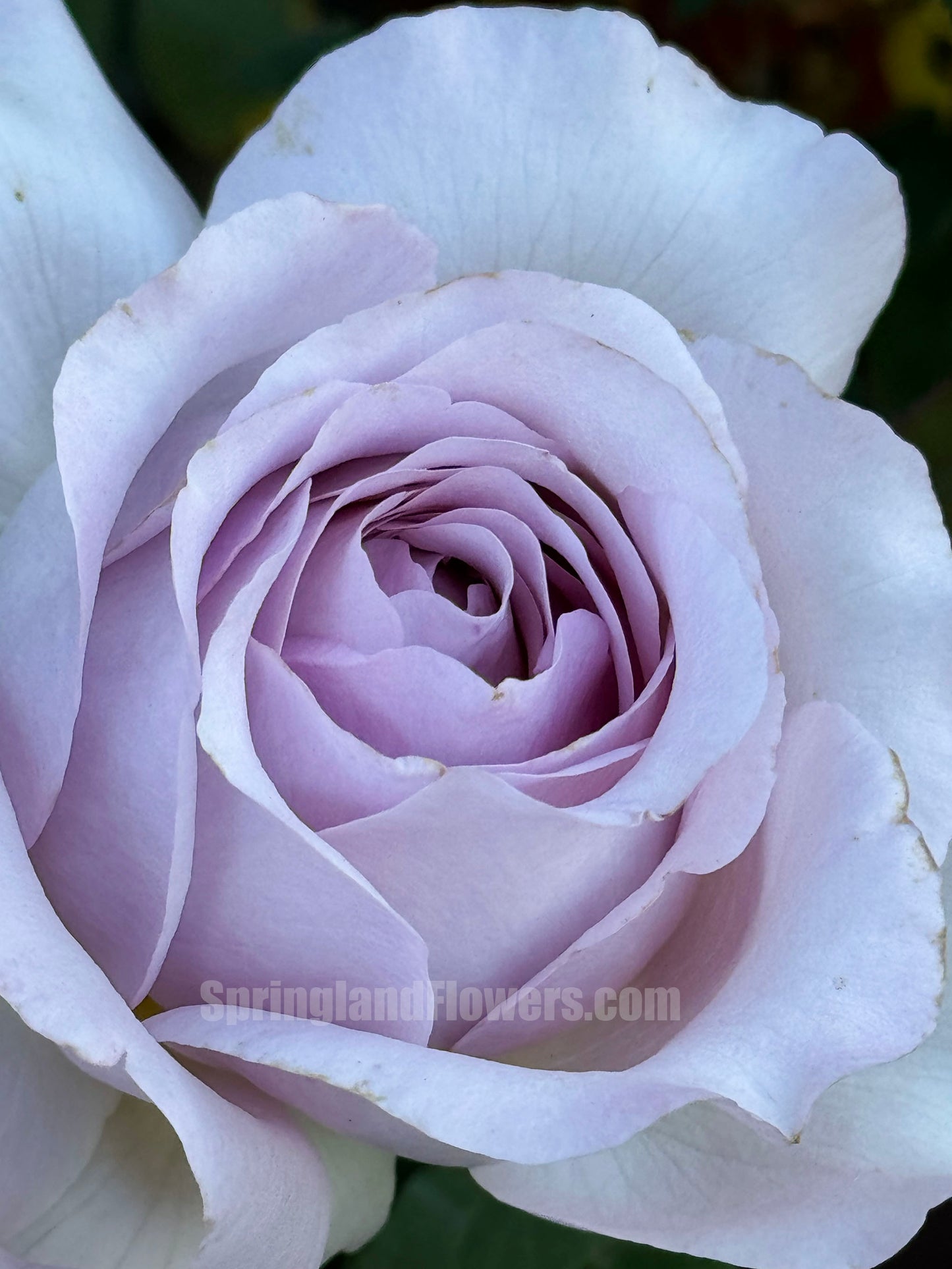 The Pride 荣耀（尼普），Hybrid Tea Rose, Strong  Fruity  Fragrance.  Non-Grafted/Own Root.