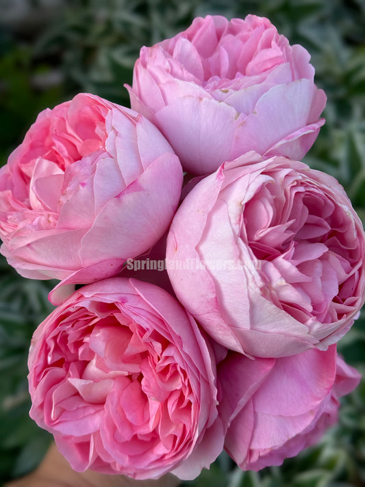 Voyage 航程，Hybrid Tea Rose，Strong Disease Resistance and Heat Tolerance,Non-Grafted/Own Root.