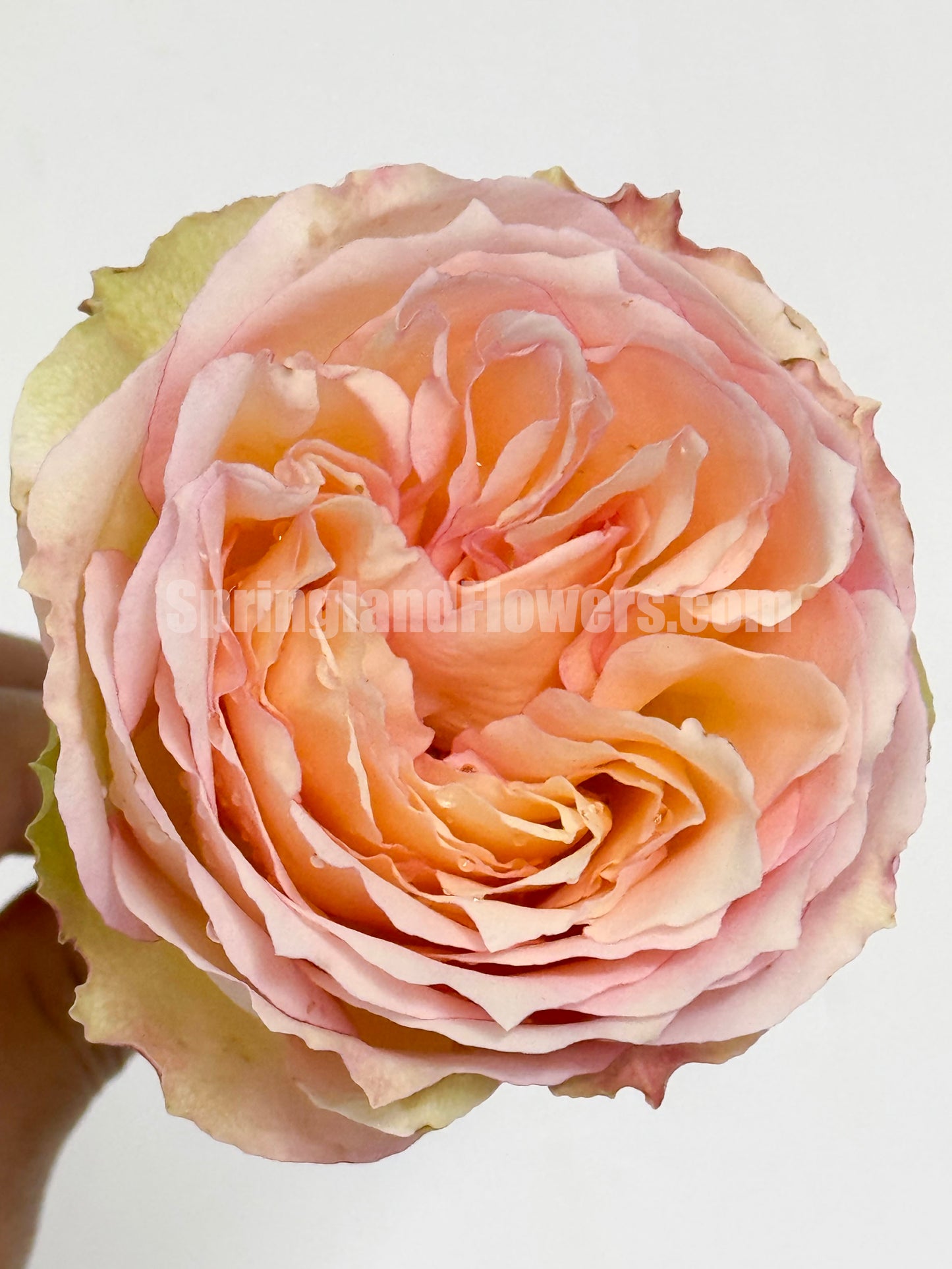 #SPN059, extremely similar to Jalitah 吉莱塔/ 四季龙沙, Netherlands Florist Shrub Rose, Heat-Resistant, Disease-Resistant, Non-Grafted/Own Root.